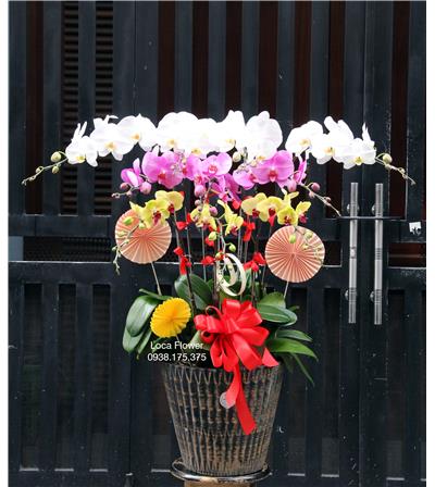 Trắng-Hồng-Tím
